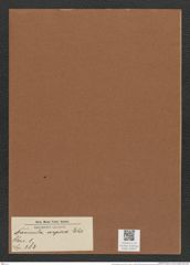 Navicula aspera Ehr (de-Toni-Nr.: Genus 1, Species 383) Zeichnungen Sammlung Grunow Mappe 00347 (Herbarium_W_Grunow_drawings_Folder_00347)